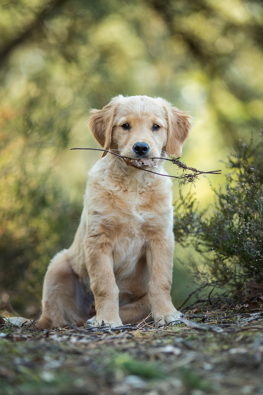 Home dog, pet, puppy, retriever, golden retriever, domestic animal, cute, nature, animal, landscape, loyal to, team, work together, friendship