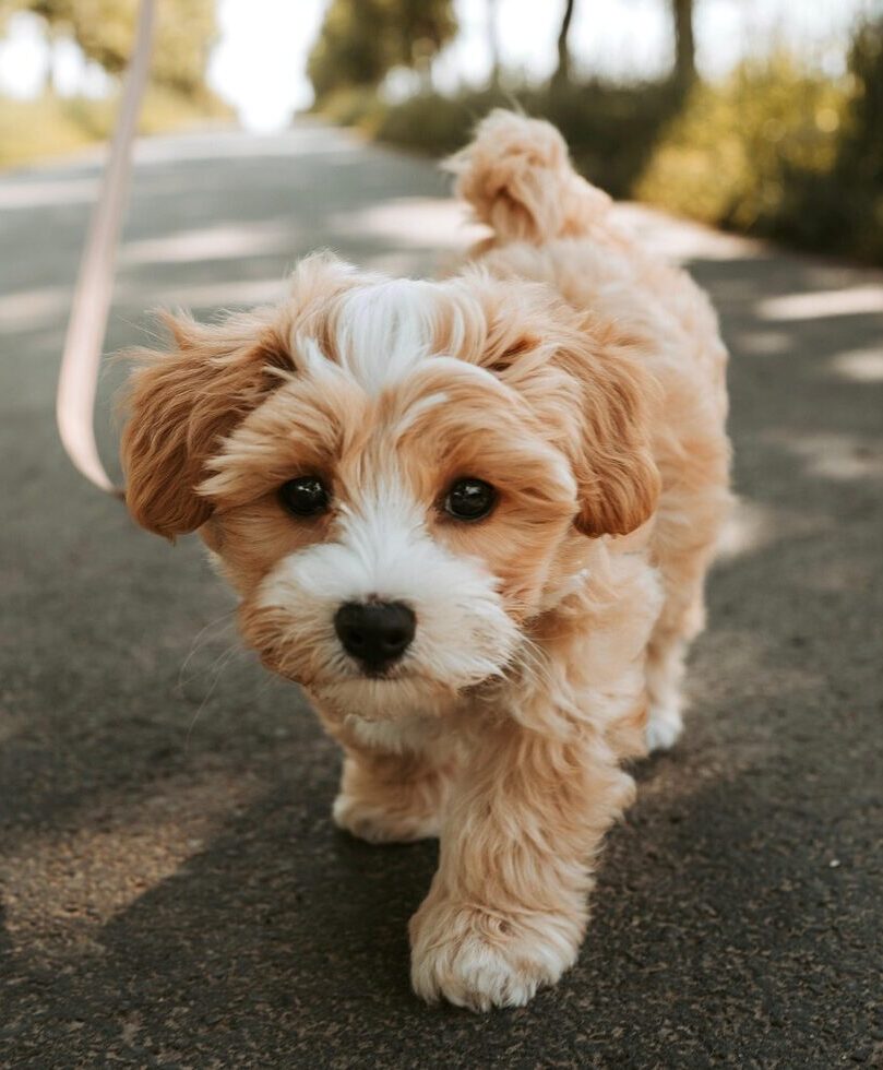 dog, pet, puppy, pooch, domestic animal, animal, cute, nature