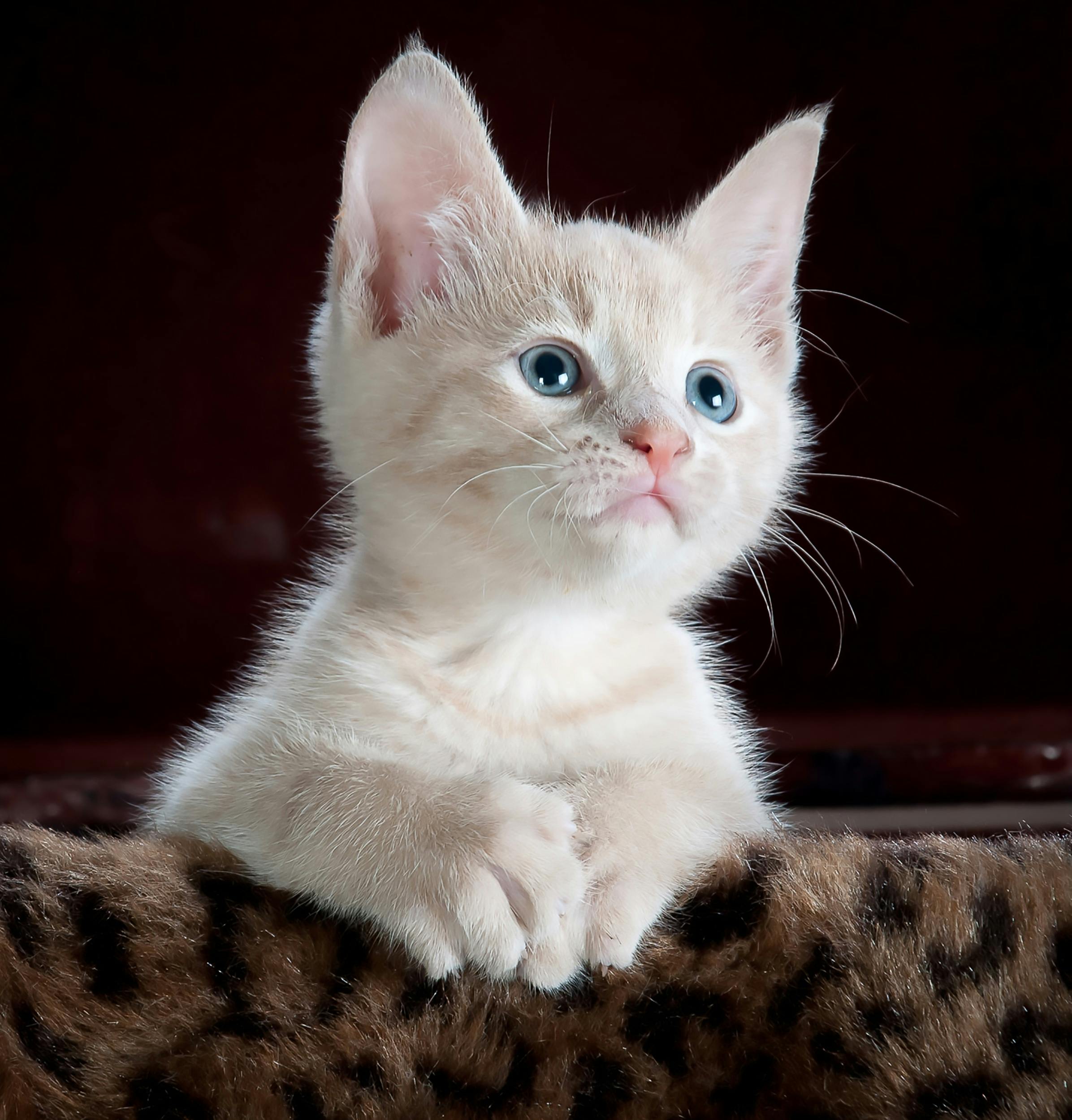 Home Close-up portrait of an adorable cream-colored kitten with blue eyes resting indoors.