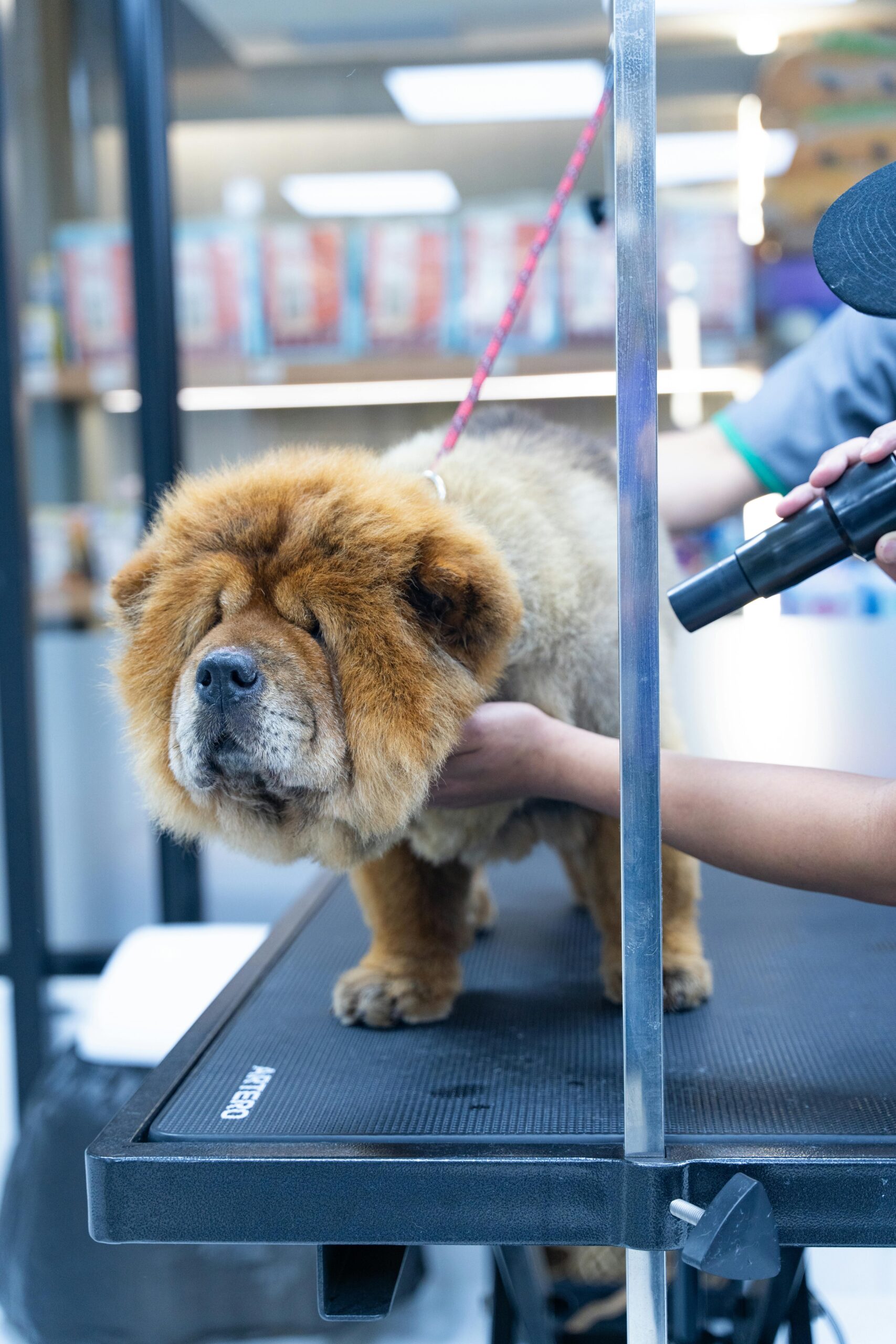 Chow Chow dog being groomed by a pet groomer at a salon. Indoor setting with focus on pet care.