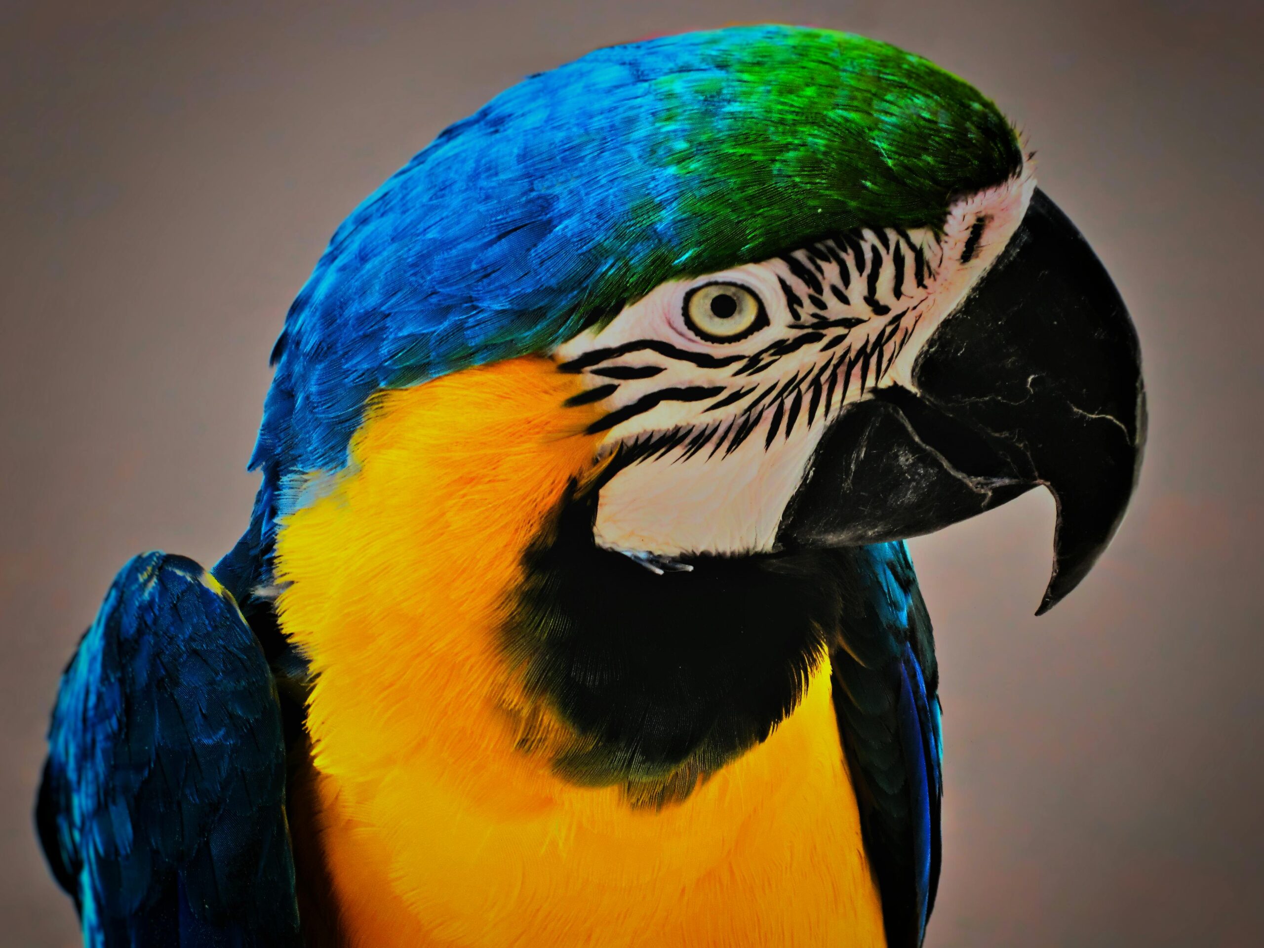 Home Detailed close-up of a colorful Blue and Yellow Macaw showcasing its vibrant feathers and striking features.