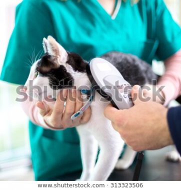 veterinarian-checking-microchip-cat-vet-600w-313323506